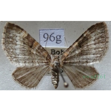 Pterapherapteryx sexalata (Retzius, 1783) Płatynka wierzbówka Czech96g